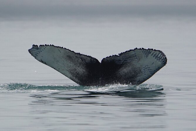 Wonderful Whales and Wildlife Tour - Key Points