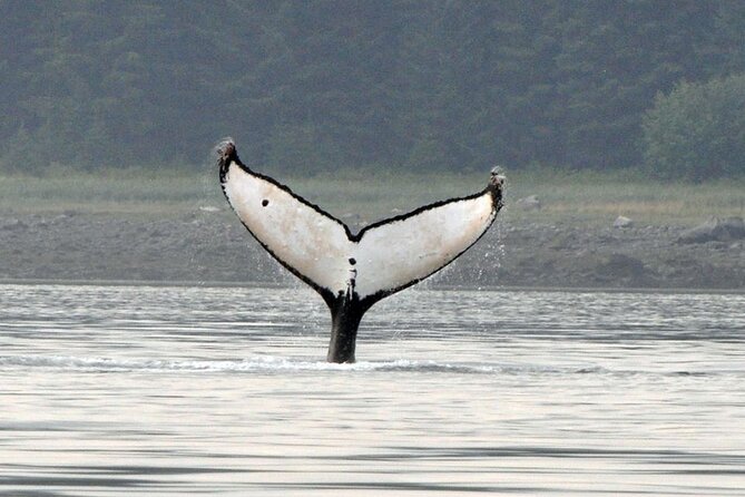 Wonderful Whales and Wildlife Tour - The Boat: Designed for Comfort and Wildlife Viewing