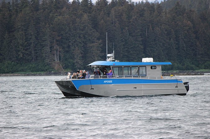 Wonderful Whales and Wildlife Tour - The Expertise of the Local Captain