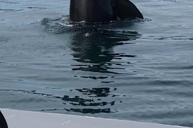 Wonderful Whales and Wildlife Tour - Wildlife Encounters: Whales, Sea Otters, and Harbor Seals
