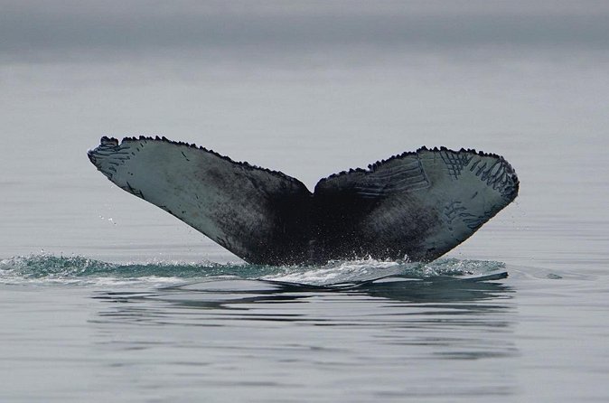 Wonderful Whales and Wildlife Tour - Booking and Availability