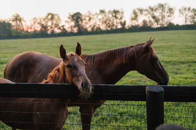 Woodford Reserve, Kismet Thoroughbred Farm & Whiskey Thief - The Experience That Celebrates Kentucky’s Heritage