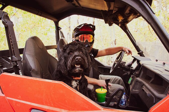 Woodland Park: 2 Hour Guided Wildlife Sunset UTV Tour - You Drive - Driving or Riding: Personal UTVs and Safety Features