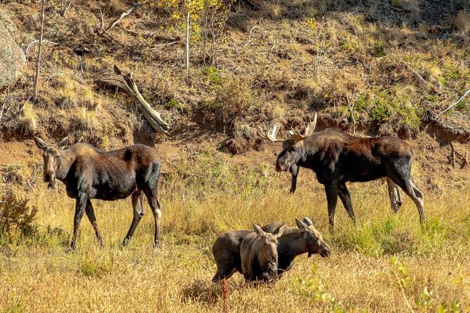 Woodland Park: 2 Hour Guided Wildlife Sunset UTV Tour - You Drive - Weather and Cancellation Policies
