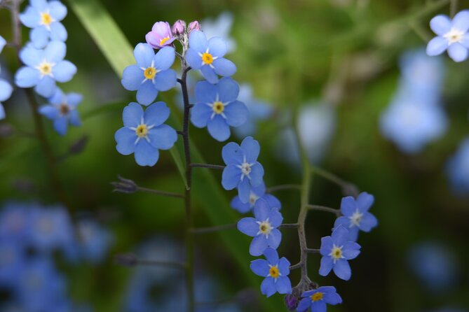 Wrangell E-Bike and Hike Adventure - The Guide and Local Knowledge Sharing