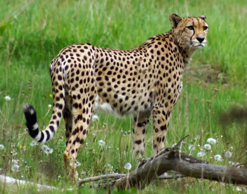 Wroclaw: Zoo with Private Transport and Tickets - Accessibility and Practical Tips