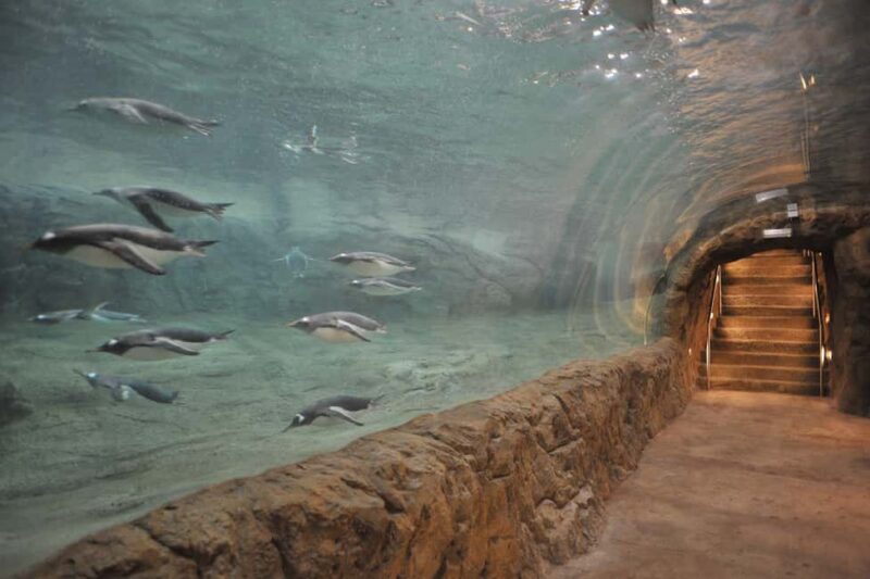 Wuppertal: Admission to the Green Zoo Wuppertal - The Amazing Penguin "Fliers" in the Acrylic Glass Tunnel