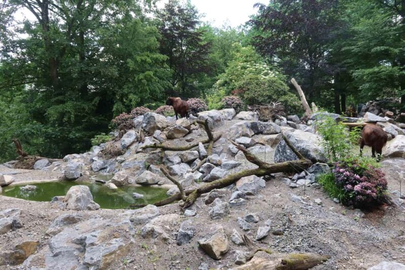 Wuppertal: Admission to the Green Zoo Wuppertal - Red Pandas and Mishmi Takin in "Kula Kangri"