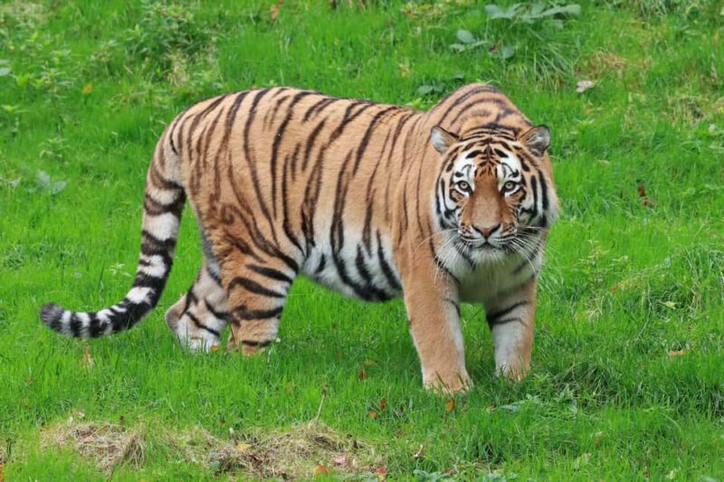 Wuppertal: Admission to the Green Zoo Wuppertal - The Family-Friendly Features and Kid Zones