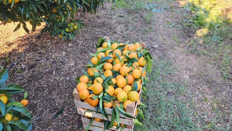 Xarrë: Mandarin Farming Tour with Traditional Cooking Lunch - Discover the Charm of the Mandarina Tour in Albania