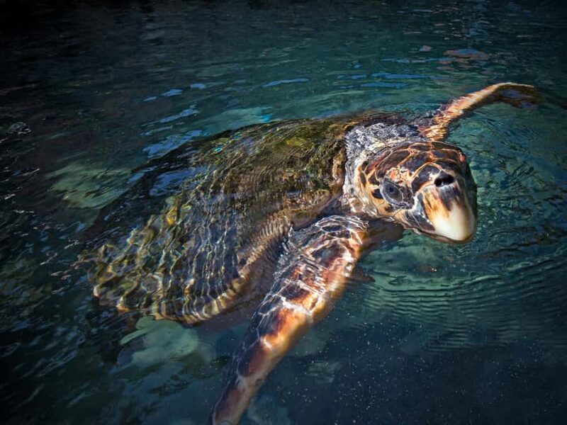 Xcaret Plus Ticket - Enjoying the Buffet and Dining Options