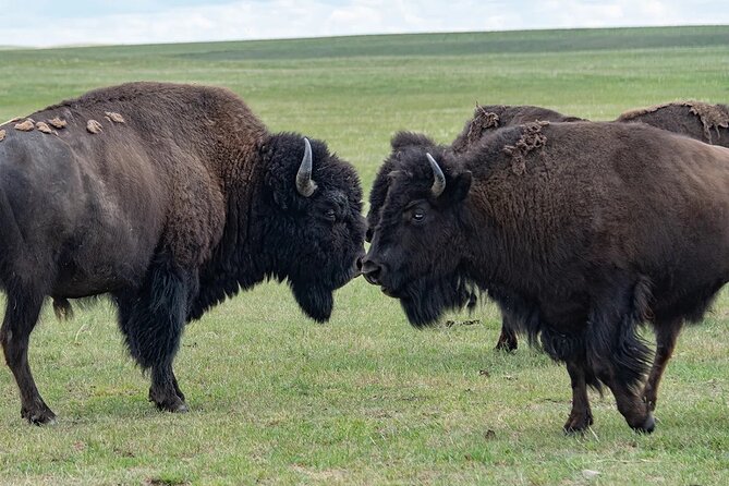 Xclusive Wonders of Waterton Your Private Journey of NaturesBest - Why This Tour Offers Excellent Value for Personalization and Expertise