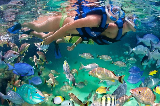 Xel ha All Inclusive - Explore the All-Inclusive Xel-Ha Water Park in Cancun for $145