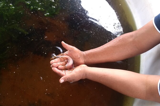 Xochimilco Ancestral Ajolotos Chinampas and Living Tradition - Why Choose This Tour Over Other Xochimilco Experiences