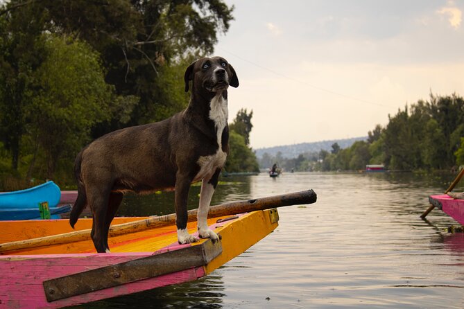Xochimilco BOAT LIGHT PARTY WITH 1 DRINK AND 4 TAQUITOES + 18 - Who Will Enjoy the Xochimilco Boat Light Party?