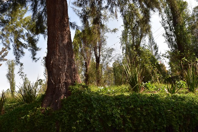 Xochimilco & Coyoacán Private Tour - Comfortable Private Transportation and Tour Timing