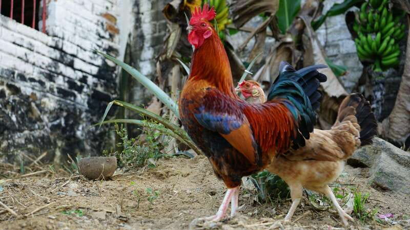 Yelapa: Catamaran Cruise with Lunch and Open Bar - Flexible Schedule and Booking Options