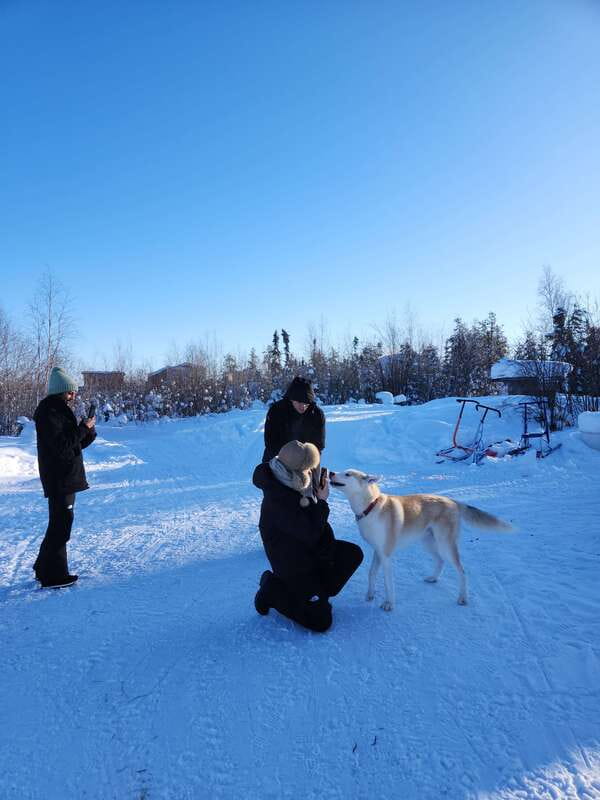 Yellowknife: Dog Sledding Tour - Snow Trails and Scenic Backcountry