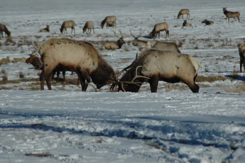 Yellowstone 2 Day Adventure - Upper and Lower Loop Tour - Final Thoughts on the Yellowstone 2 Day Adventure