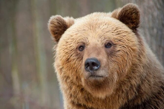 Yellowstone and Grand Teton 4 Day 3 Night Wildlife Adventure - Exploring the Yellowstone and Grand Teton Parks with Expert Guides