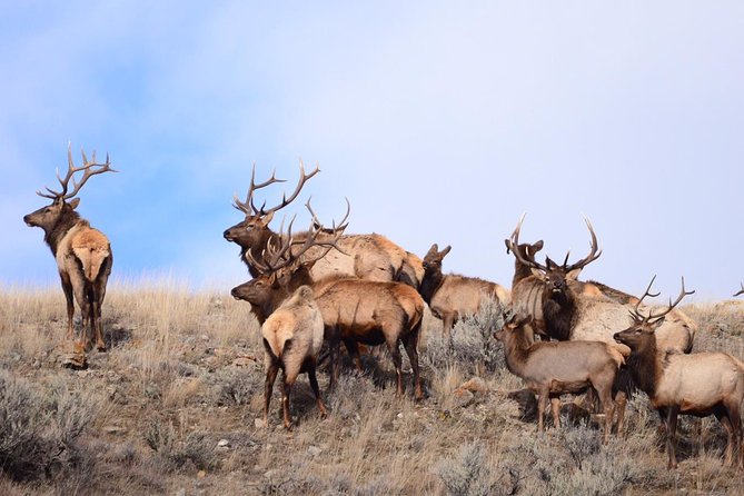 Yellowstone and Grand Teton 4 Day 3 Night Wildlife Adventure - Wildlife Sightings and Geothermal Features