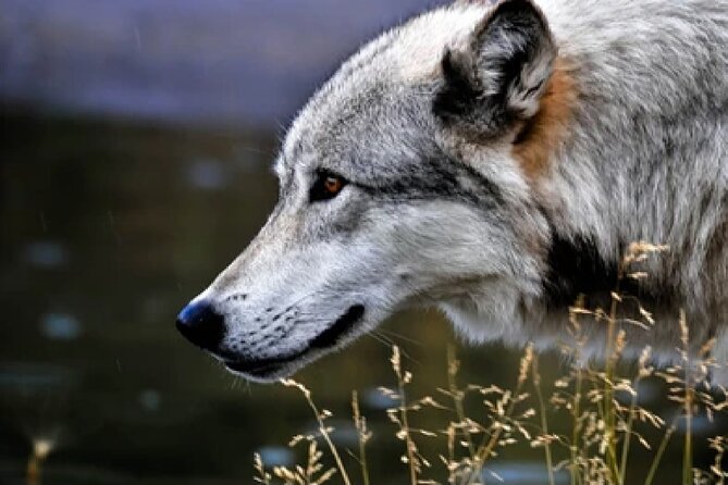 Yellowstone and Grand Teton National Parks Wildlife Adventure (2 Day/1 Night) - Yellowstone’s Geothermal Wonders and Famous Hot Springs