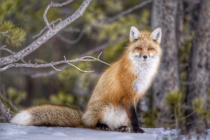 Yellowstone and Grand Teton National Parks Wildlife Adventure (2 Day/1 Night) - Day Two: Wildlife and Geothermal Explosions