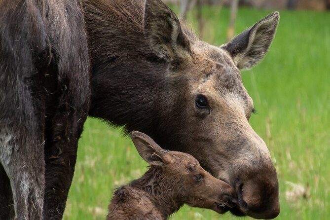 Yellowstone and Grand Teton National Parks Wildlife Adventure (2 Day/1 Night) - Expert Guides Make a Difference