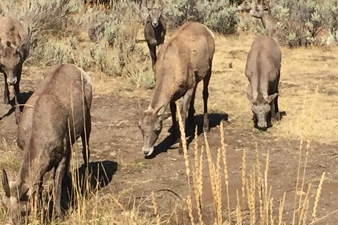 Yellowstone For Kids Family Fun Tour w/PU in West Yellowstone - Key Points