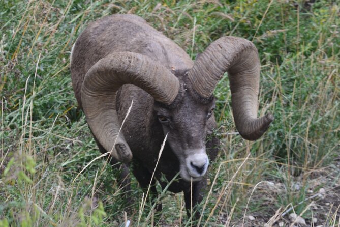 Yellowstone For Kids Family Fun Tour w/PU in West Yellowstone - Wildlife Viewing in Hayden Valley