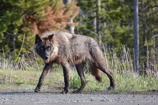 Yellowstone For Kids Family Fun Tour w/PU in West Yellowstone - Accessibility and Suitability for Children