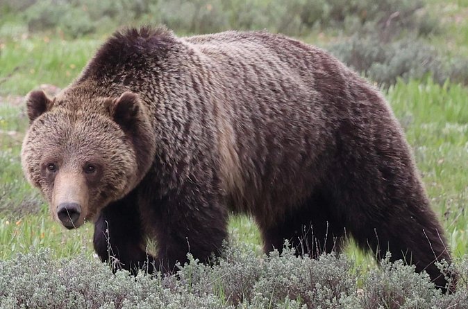 Yellowstone Full Day Tours - The Experience of Guides and Reviews