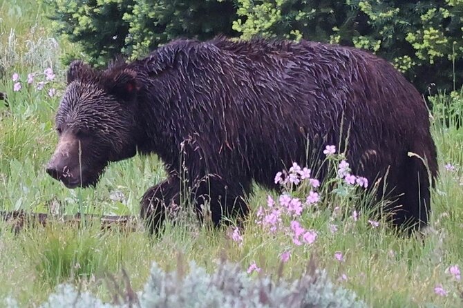 Yellowstone Full Day Tours - Key Points