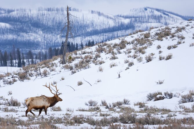 Yellowstone Full Day Winter Tour (With Optional Hike or Snowshoe) - Key Points