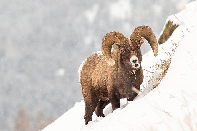 Yellowstone Full Day Winter Tour (With Optional Hike or Snowshoe) - The Experience of Yellowstone’s Thermal and Wildlife Wonders in Winter