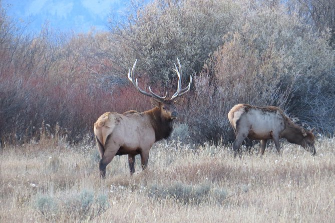 Yellowstone & Grand Teton National Parks - Ultimate Wildlife Safari - Key Points