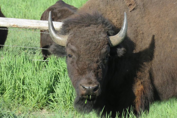 Yellowstone & Grand Teton National Parks - Ultimate Wildlife Safari - Yellowstone National Park: The Heart of Wildlife Watching
