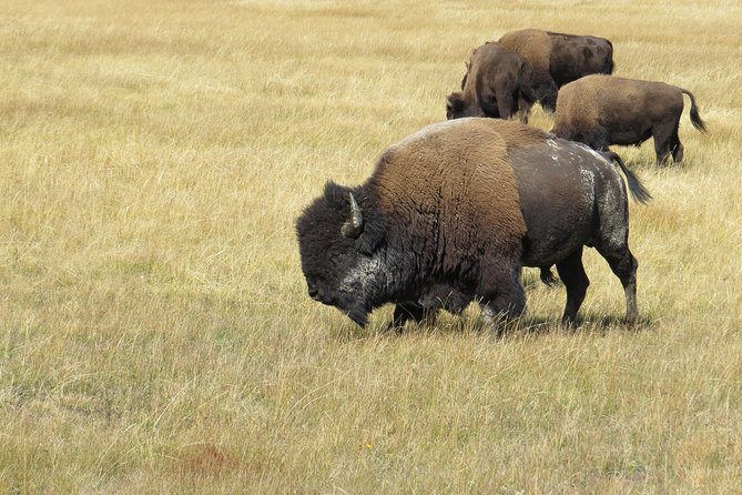 Yellowstone & Grand Teton National Parks - Ultimate Wildlife Safari - Hayden Valley: Prime Bison and Birdwatching