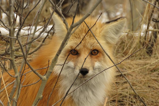 Yellowstone & Grand Teton National Parks - Ultimate Wildlife Safari - Lamar Valley: Yellowstone’s Wildlife Hotspot