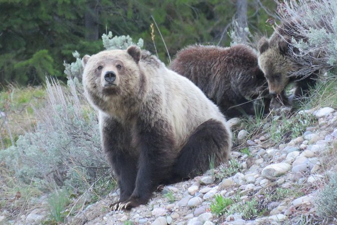 Yellowstone & Grand Teton National Parks - Ultimate Wildlife Safari - Expert Guides and Personalized Wildlife Encounters