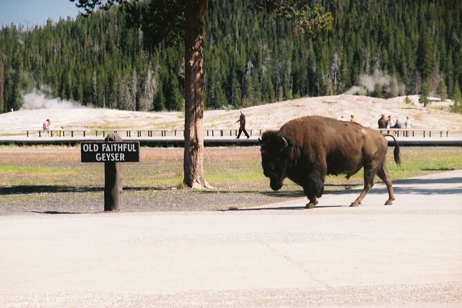 Yellowstone Grand Tour: See All Yellowstone In One Day - West Thumb Geyser Basin on Yellowstone Lake