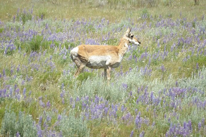 Yellowstone Hidden Gems Hiking Tour West Yellowstone - Starting at Mammoth Hot Springs for Unique Thermal Features