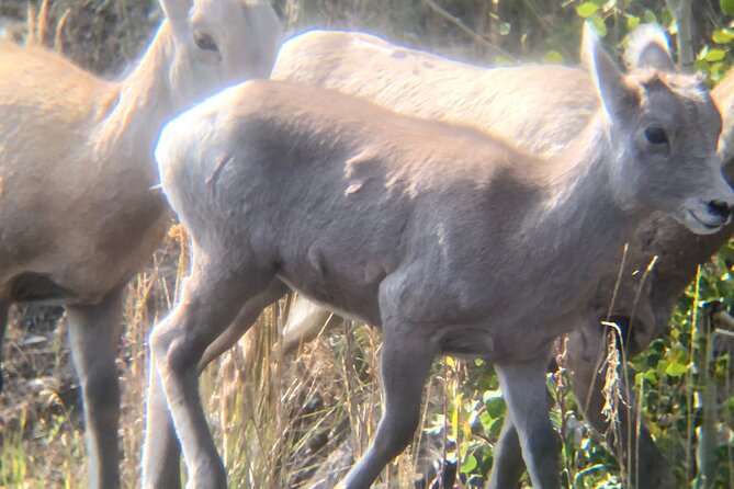 Yellowstone Hidden Gems Hiking Tour West Yellowstone - Practicalities and Booking Details