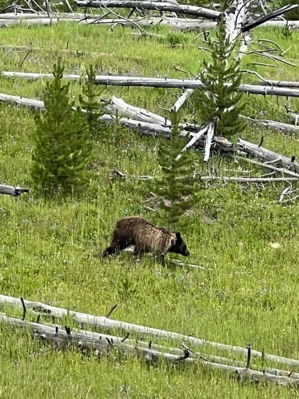Yellowstone in a Day - Private Grand Loop Tour - Picnic Lunch and Refreshments in Yellowstone’s Wilderness