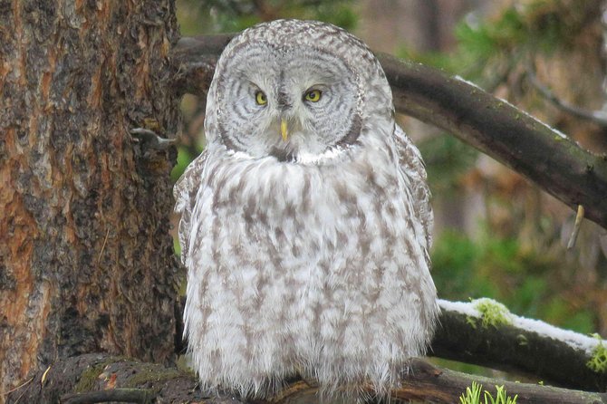 Yellowstone National Park - Full-Day Lower Loop Tour from Jackson - Geothermal Features and Natural Wonders