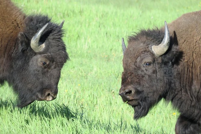 Yellowstone National Park - Full-Day Lower Loop Tour from West Yellowstone - The Unique Volcanic Landscape of Fountain Paint Pot