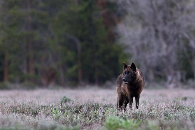 Yellowstone National Park Private Tour - Dramatic Views at the Grand Canyon of Yellowstone