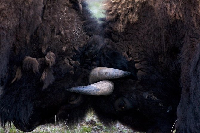 Yellowstone National Park Private Tour - Tranquil Beauty of Yellowstone Lake