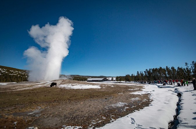 Yellowstone Old Faithful Snowcoach Tour from Jackson Hole - Limitations and Considerations