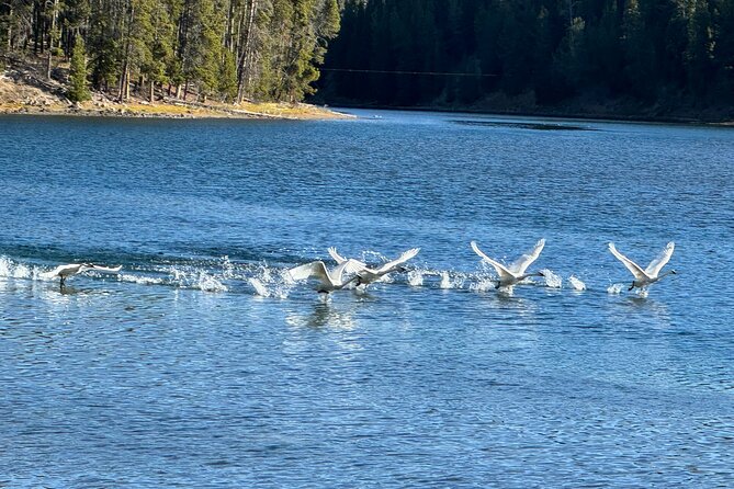 Yellowstone Open Air GLASS TOP/CONVERTIBLE Tour PU@Canyon Village - Yellowstone’s Open-Air Adventure for Nature Enthusiasts